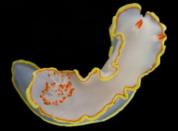 Media type: image;   Malacology 381343